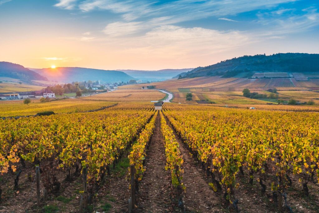 French Vineyards | Scholar Wine Tour 2027
